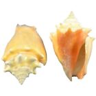 12 Fighting Conch Seashells 2.25-3.25