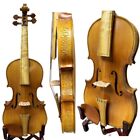 Baroque style SONG Brand Maestro carving rib full size violin 4/4 #15827