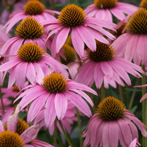 Purple Coneflower Seeds | Non-GMO | Free Shipping | Seed Store | 1259