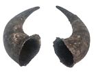 Matched Lg Pair of #2 Grade Real North American Buffalo Horns (576-2LM2-AS) L3