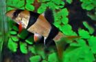 4 pack Clown Loach - Chromobotia macracanthus - (4x) Live Fish (2