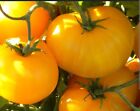 Yellow Beefsteak Tomato 30+ Seeds | Heirloom | Organic |