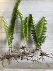 House Plants 3 Rooted Cuttings. Sword Ferns ~Indoor /Outdoor ~starter Plant