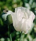 50+ Glabrum Somniferium Poppy Flower Seeds / Perennial Papaver