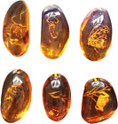 5Pcs Amber Fossil with Insects Samples Stones Crystal Specimens Home Decorations