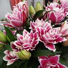 SAMANTHA ROSE LILY FLOWER BULBS HARDY 2 FT. TALL FRAGRANT BLOOMS DOUBLE ORIENTAL