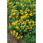 Mexican Mint Marigold Seeds - Herb Seeds - USA Grown - Non Gmo