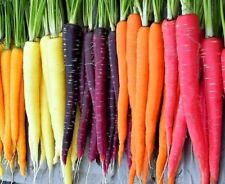 Rainbow Blend Carrot Seeds | Heirloom | Non-GMO | Fresh Garden Seeds