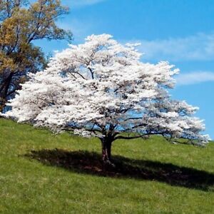 White American Flowering Dogwood Tree Seeds (Cornus florida) Fall Color, Hardy-5