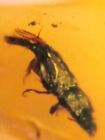 Coleoptera rove beetle Burmite Myanmar Burmese Amber insect fossil dinosaur age