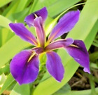 Lot of 6 Louisiana Irises--  WOW!  GORGEOUS!  & CHEAP!!!