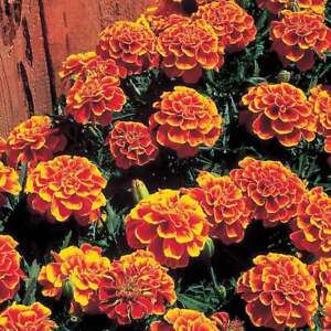Marigold Flower Seeds - Queen Sopia Flower Seeds- USA Grown -Non GMO