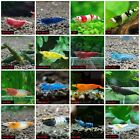 Pack 20 +2 High Quality Freshwater Aquarium Shrimp. Live Guarantee. All in One