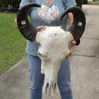 Asian Water Buffalo Skull with 16-17 inch horns from India taxidermy #48657