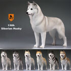 Mr.Z 1:6 Siberian Husky Model Huskie Dog Figure Animal Decor Collection Gift Toy