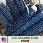 25 Rio Grande Blue Corn Seeds, Heirloom, Open Pollinated, Non-GMO, Genuine USA