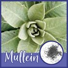 Mullein SEEDS (Verbascum Thapsus) FREE SHIPPING Medicinal Dried Herbs Apothecary