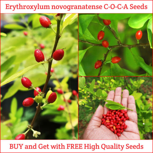 Erythroxylum Novogranatense Seeds Premium Quality Organic High Germination Seeds
