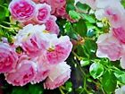 10  SEEDS  FRAGRANT CLIMBING THORNLESS BABY PINK COLOR ROSE  SEEDS USA TX SELLER