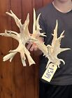 Huge 168” Whitetail Deer Antler Horns Taxideremy Mount Man Cave Rack (1389)