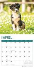 2024 Australian Shepherd Puppies Monthly Wall Calendar by Bright Day, 12 x 12