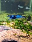 10+2 Blue Carbon Rili -  Freshwater Neocaridina Aquarium Shrimp Live Guarantee