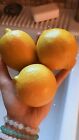 10 Lemon 🍋 Seeds ~ Organic~ Non Gmo~ Pesticide Free Garden Citrus Fruit Tree