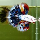 Live Betta Fish Marble Candy Butterfly HM Premium Grade Thailand