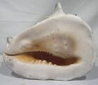 Large King Queen Helmet Striped Conch Shell Seashell 8