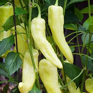 Sweet Banana Pepper Seeds | 30 Seeds | Non-GMO | Free Shipping | Seed Store 1017