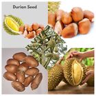 Durian Seeds Durio zibethinus Sri Lanka Germinated sprouted 40 Seed