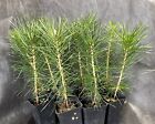 Japanese Black Pine, 10 healthy seedlings, Bonsai starters