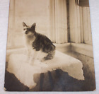 1910 Cunning Mother's Cat , RPPC Real Photo Postcard Cute Pet Antique Photograph