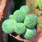 5-6cm Euphorbia obesa Multiple heads Succulent plants potted Home Garden Plants