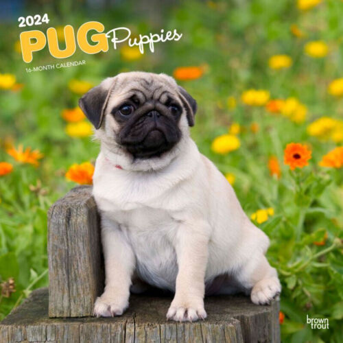 Browntrout Pug Puppies 2024 12 x 12 Wall Calendar w