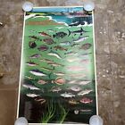 Vintage 1971 NOAA Marine Fishes of The North Atlantic Poster