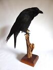 TAXIDERMY BIRD CARRION CROW RAVEN MOUNTED ON TREE BRANCH (PRE-OWNED) GOTHIC