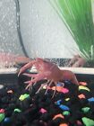 Live Pink Sakura Freshwater Crayfish (Procambarus Clarkii)