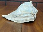 New ListingLARGE Queen Horned Conch Seashell 9