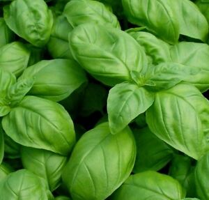 1000 Basil- Genovese Seeds-Open Pollinated-NON GMO.