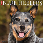 Just Blue Heelers 2024 12