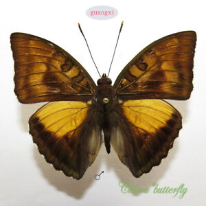 collection unmounted butterfly nymphalidae Euthalia nara guangxi CHINA A1 #4