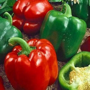 California Wonder 300 TMR Bell Pepper Seeds | Non-GMO | Free Shipping | 1006