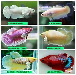 Live Betta Fish Female Sorority Lavender, White, Gold Dumbo, Red Hellboy & More