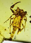 Fossil amber Insect Burmese burmite Cretaceous scorpion Myanmar