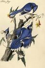 Blue Jay by John James Audubon #4 - Art Print