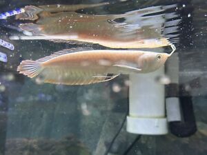 Albino Silver Arowana live fish Pellet Trained Live Fish (5
