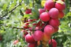15 Plum Fruit Tree Seeds for Planting Prunus Americana