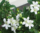 Orange Jasmine-Honey Bush Fragrance Flower Plant for Home Garden Courtyard Grow