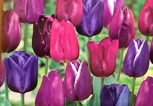 Prechilled Velvet Mix of Purple Tulip Bulbs | Purple Tulip Mix | Ready to Bloom